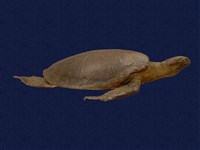 藏品(綠蠵龜)的圖片